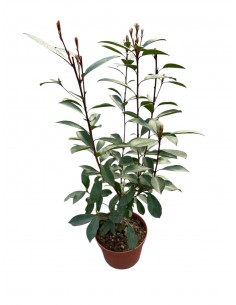 Pianta Photinia in Vaso... 2