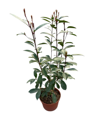 Pianta Photinia in Vaso 24cm -Vendita Piante Da Siepe|Mondo Piante
