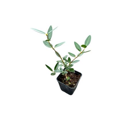 Sale Plant Phillyrea Angustifolia-Climbing Plants | Mondo Piante