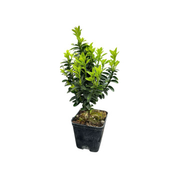 Euonymus Bravo Plant Sale - Hedge Plants Online|Mondo Piante