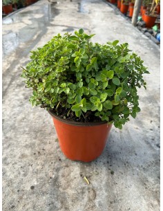 Pianta di Origano Comune in... 2