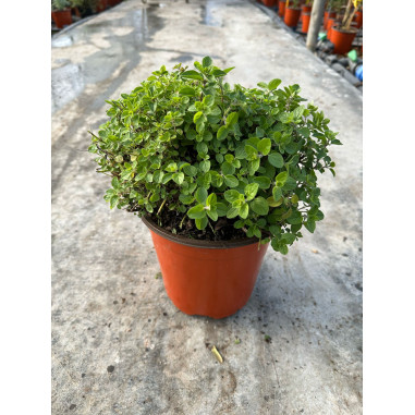 Pianta di Origano Vaso 18cm-Piante Aromatiche|Vivaio Mondo Piante