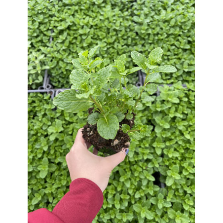 5 Piante Menta Mojito in Vaso 7cm- Piante Aromatiche|Mondo Piante
