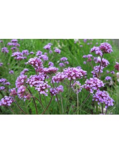 copy of Verbena Plant