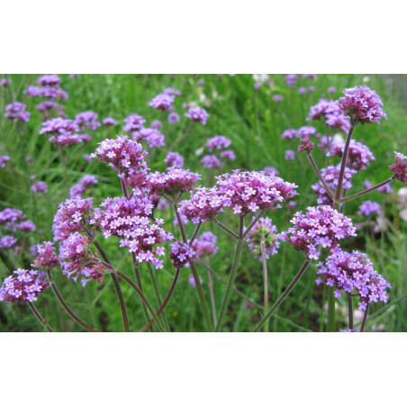 5 Piante di Verbena bonariensis 7cm-Piante Da Cespuglio|Mondo Piante
