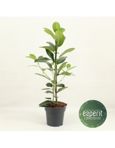 Pianta Ficus microcarpa...