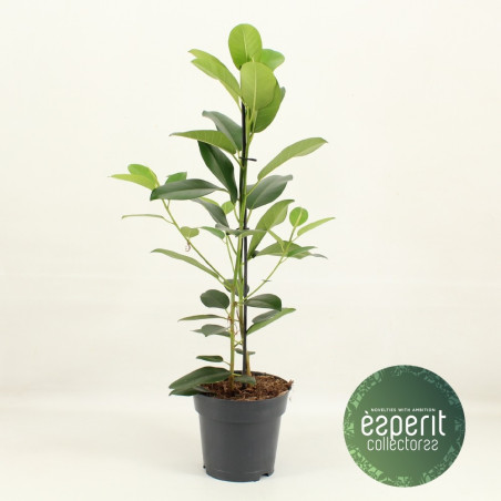 Pianta Ficus microcarpa Fuji Vaso 17cm-Piante da Interno|Mondo Piante