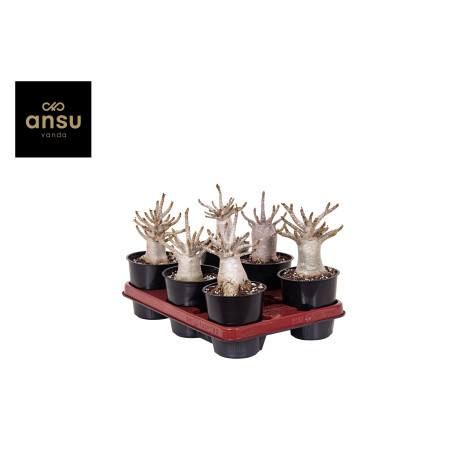 Adenium Plant for Sale - Bush Plants Online | Mondo Piante
