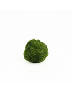 Zolla di Marimo,...