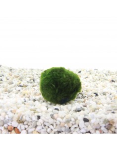 Zolla di Marimo,... 2