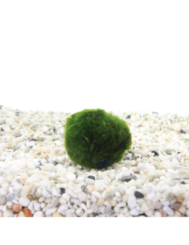 Zolla di Marimo - Alga palla Giapponese |Vivaio Mondo Piante