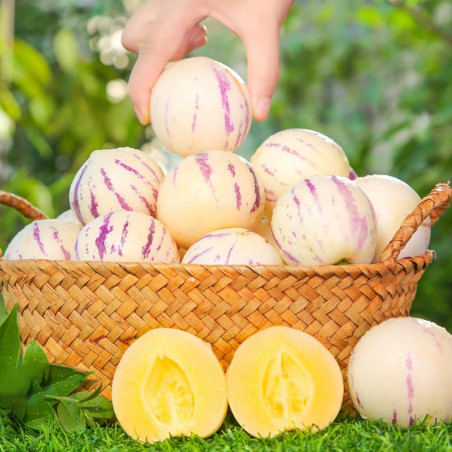 5 Piante di Pepino Vaso 7cm - Vendita Pianta Da Cespuglio|Mondo Piante