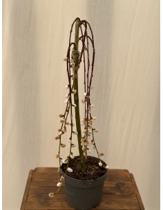 copy of Bonsai Ficus Ginseng
