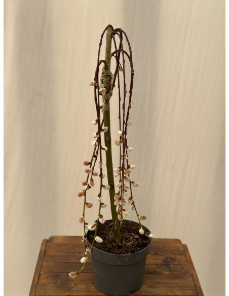 Vendita Albero di Salice Caprea -Albero Giardino|Vivaio Mondo Piante