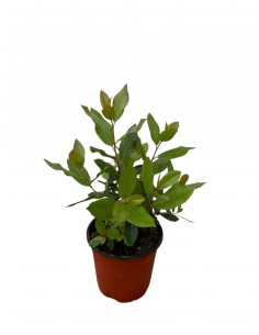 copy of Corbezzolo Plant