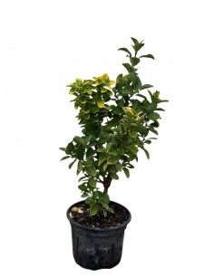 copy of Euonymus Japonicus...