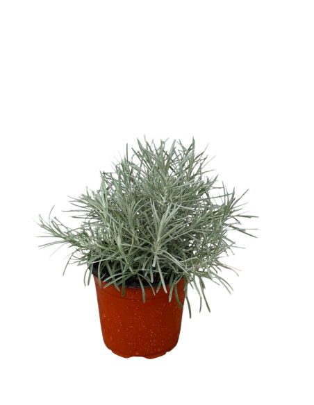 Pianta Elicriso Vaso 18 cm | Mondo Piante