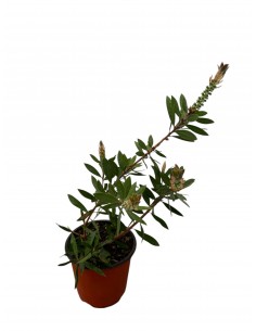 copy of Callistemon Plant