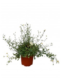 copy of Bonsai Ficus Ginseng