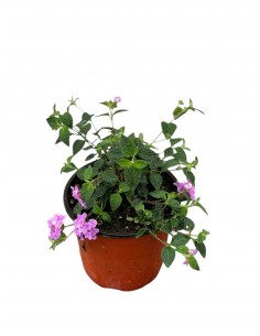 copy of Lantana Sellowiana...