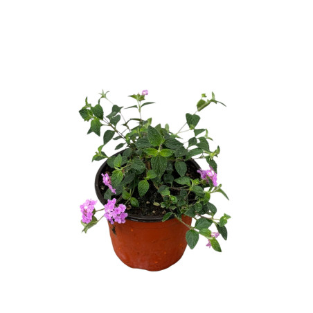 Pianta di Lantana Sellowiana Vaso 18cm - Piante Cespuglio|Mondo Piante