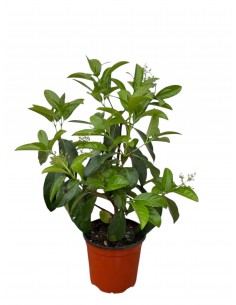 copy of Glossy Viburnum Plant