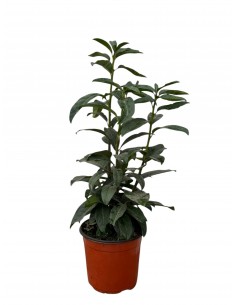 copy of Cherry Laurel plant
