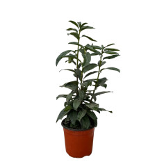 Pianta di Lauroceraso Vaso 18 cm: Vendita Online | Mondo Piante