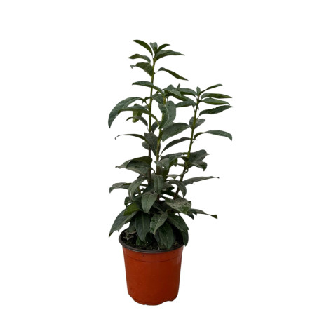 Pianta di Lauroceraso - Vaso 18 cm
