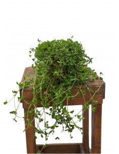 copy of Bonsai Ficus Ginseng