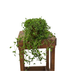 Pianta Lippia repens Vaso 18 cm: Vendita Online | Mondo Piante
