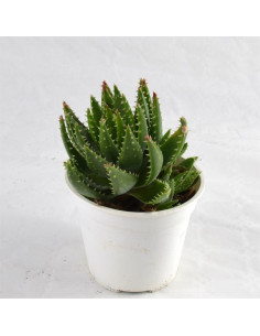 Vendita Aloe marlothii | L'Aloe di Montagna | MondoPiante