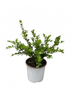 copy of Buxus Rotundifolia... 2