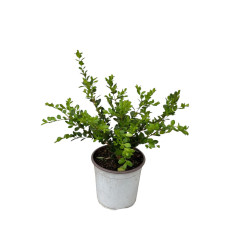 Pianta Buxus Rotundifolia Vaso 18 cm: Vendita | Mondo Piante 2