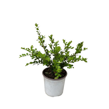 Pianta Buxus Rotundifolia Vaso 18-Vendita Piante Online|Mondo Piante