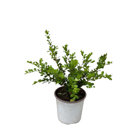 Pianta Buxus Rotundifolia Vaso 18 cm: Vendita | Mondo Piante