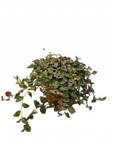 copy of Polygonum Capitatum...