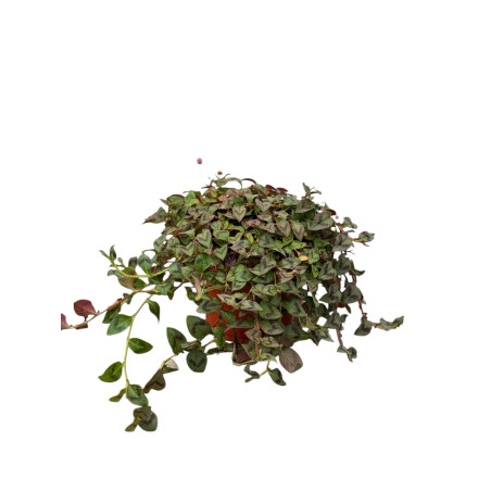 Pianta di Polygonum Capitatum Vaso 18cm-Piante Cespuglio|Mondo Piante