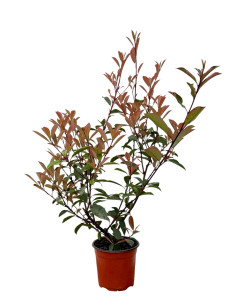 Photinia Red Robin Vaso 18 cm: Vendita Piante da Siepe | Mondo Piante