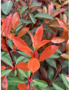 Pianta di Photinia in Vaso... 2