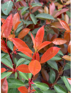 Photinia Red Robin Vaso 18 cm: Vendita Piante da Siepe | Mondo Piante 2