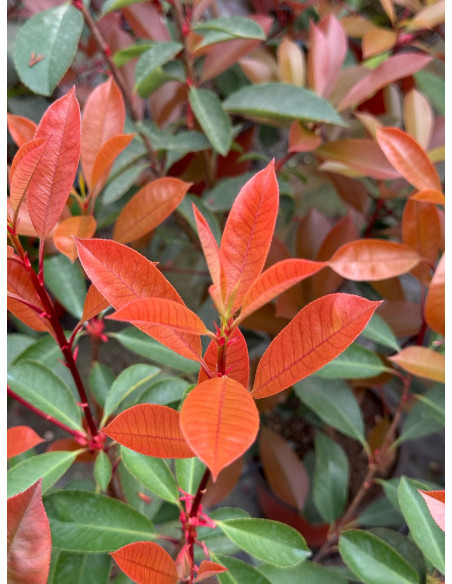 Photinia Red Robin Vaso 18 cm: Vendita Piante da Siepe | Mondo Piante