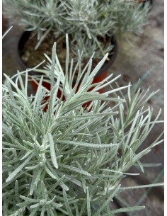 CURRY PLANT 'Helichrysum... 2