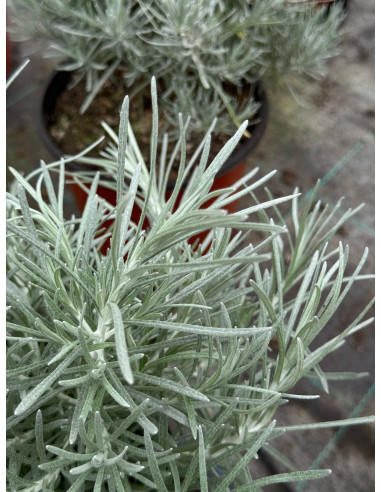 Pianta di Elicriso in Vaso 18cm - Piante Aromatiche | Mondo Piante