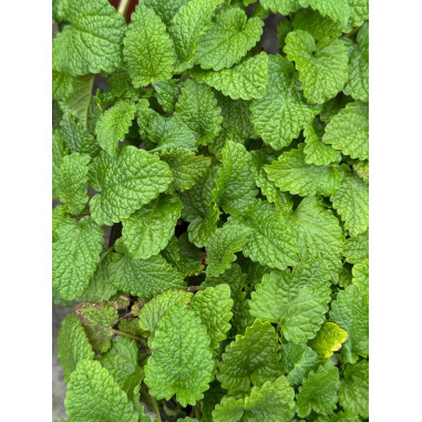 Pianta Di Melissa In Vaso 18cm - Piante Aromatiche Online|Mondo Piante