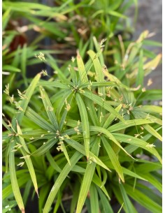 Cyperus Papyrus Plant 2