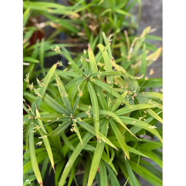 Cyperus Papyrus Plant for Sale - Bush Plants Online | Mondo Piante