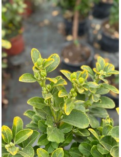 Pianta di Euonymus... 2