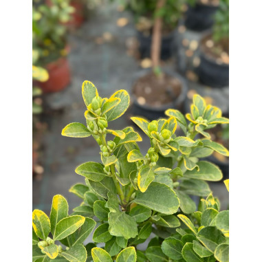 Pianta di Euonymus Japonicus Vaso 18cm-Piante Da Siepe|Mondo Piante