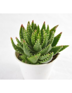 Vendita Aloe marlothii | L'Aloe di Montagna | MondoPiante 2